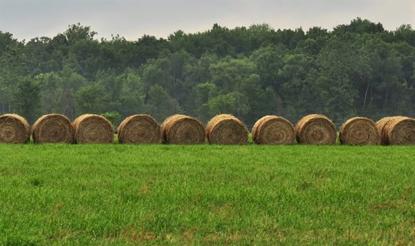 “GENERAZIONE CAMPOLIBERO”, AGRINSIEME: “IL SOSTEGNO AI GIOVANI È UN IMPORTANTE PASSO AVANTI PER LO SVILUPPO E LA PROSPETTIVA DELL&rsquo;AGRICOLTURA E DELL&rsquo;ECONOMIA ITALIANA”