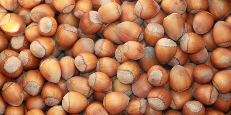 Nocciole, produzione in calo in Italia e in Europa. Fedagri all'incontro tecnico Copa-Cogeca