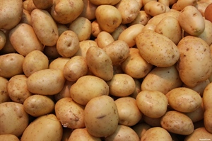 AGRICOLTURA, ALLEANZA COOPERATIVE, “NON SVENDIAMO LA PATATA ITALIANA”