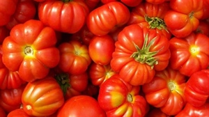 POMODORO, MERCURI, “BENE ACQUISIZIONE DE RICA DA PARTE DI CASALASCO”