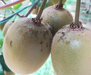 CIMICE ASIATICA, VERNOCCHI: 350 MILIONI DI EURO DI DANNI SOLO PER PERE, PESCHE E NETTARINE.  “AL VERTICE DI OGGI TRA MINISTERO E REGIONI È EMERSA LA GRAVITÀ DEL FENOMENO”