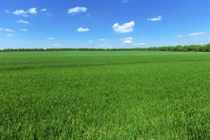 ISTAT, ALLEANZA COOPERATIVE: SU CALO PRODUZIONE AGRICOLA PESANO GLI EFFETTI DEI CAMBIAMENTI CLIMATICI