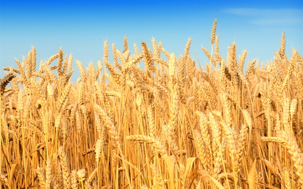 DurumDays 2020 La risposta della filiera del grano duro italiano all&rsquo;emergenza Covid19