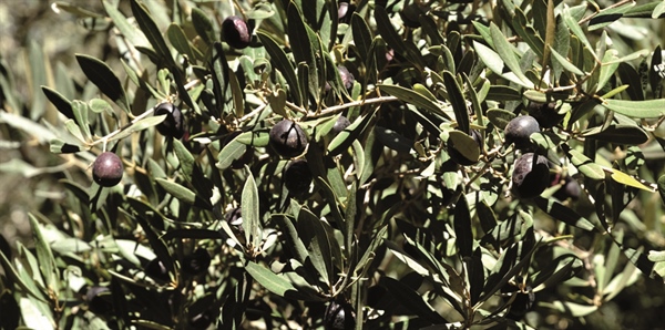 XYLELLA: AGRINSIEME, SERVE UN&rsquo;AZIONE EUROPEA FORTE E COESA, NO A AZIONI UNILATERALI