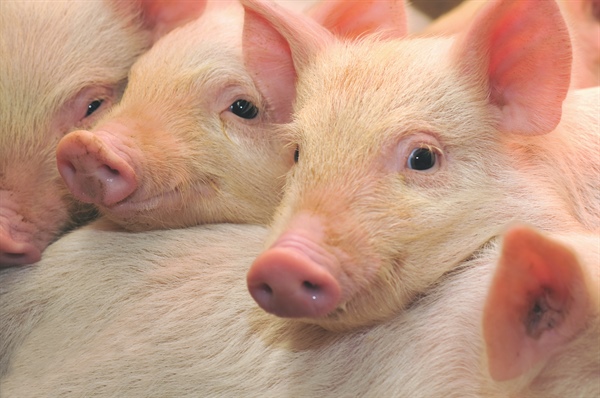 Peste suina, Salsi (Alleanza Cooperative): “Rendere operative subito le misure di sostegno... 