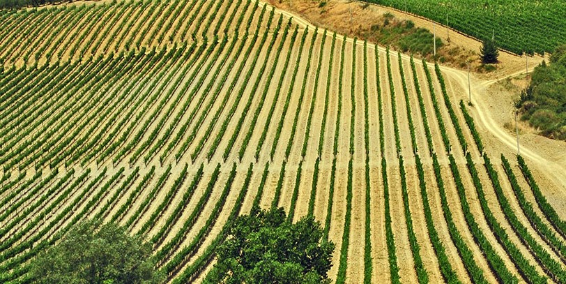 Chianti, accordo fra Valvirginio e la Cantina Sociale Colline Pisane