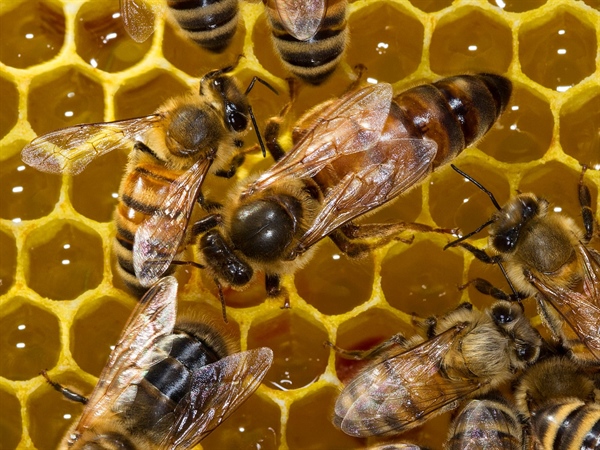 Giornata delle api, l&rsquo;etichetta d&rsquo;origine per difendere il miele italiano