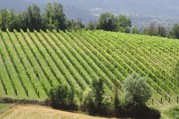 Vino, le cooperative francesi, spagnole e italiane  a confronto per analizzare impatti della... 