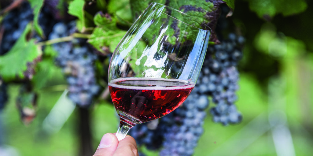 Vino e salute - approvata dalla Commissione Agricoltura la risoluzione Caretta
