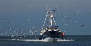 DDL sanzioni pesca in Senato, Fedagripesca: “Riequilibrio e semplificazione necessarie per sostenibilità”