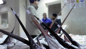 Pesce spada: al via la sperimentazione ‘trapline’, coinvolti 500 pescherecci Fedagripesca esprime plauso e apprezzamento al Masaf per la misura che azzera le catture accidentali di tartarughe e uccell