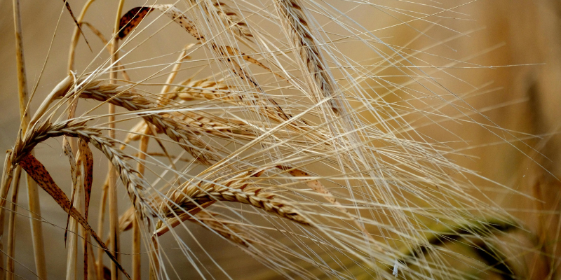 Grano duro, Drei: “La cooperazione respinge le accuse sul proprio ruolo...