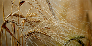 Grano duro, Drei: “La cooperazione respinge le accuse sul proprio ruolo nella CUN. Le quotazioni riflettono l’andamento del mercato”