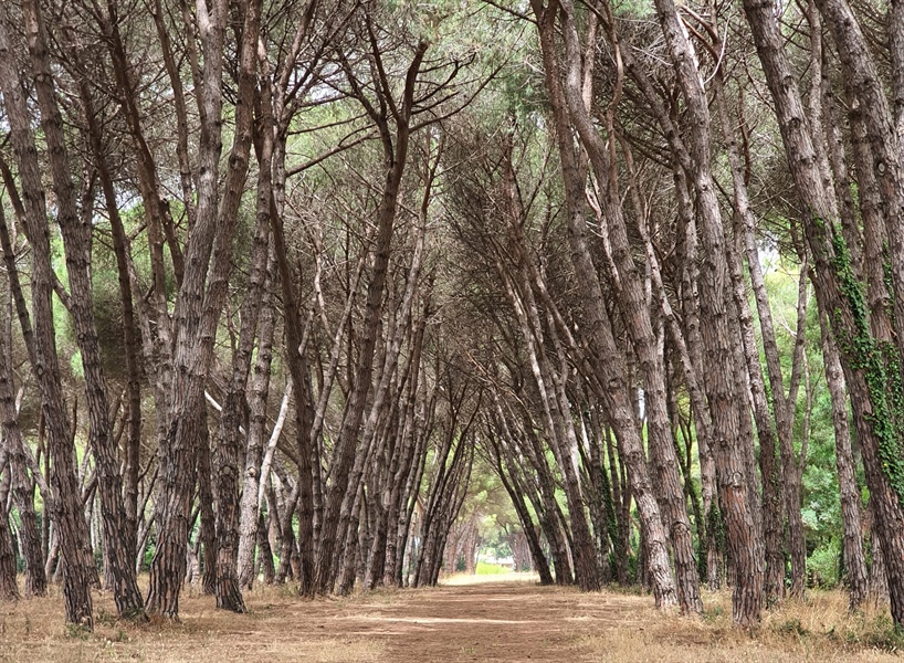 FORESTE, ALLEANZA COOPERATIVE: “PUNTARE AD UNA GESTIONE SOSTENIBILE PER CONTRIBUIRE ANCHE A RIDURRE L’IMPATTO DEI CAMBIAMENTI CLIMATICI”