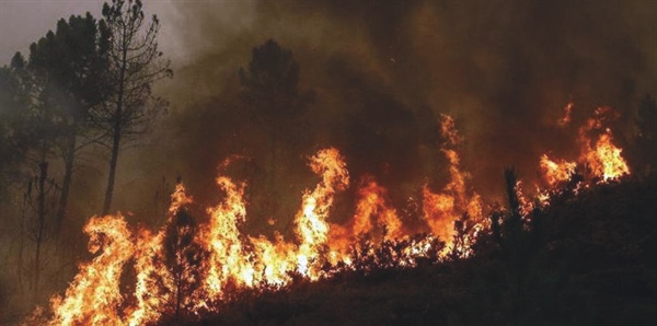 Incendi, Fedagripesca Toscana: “Subito un piano salva boschi” 