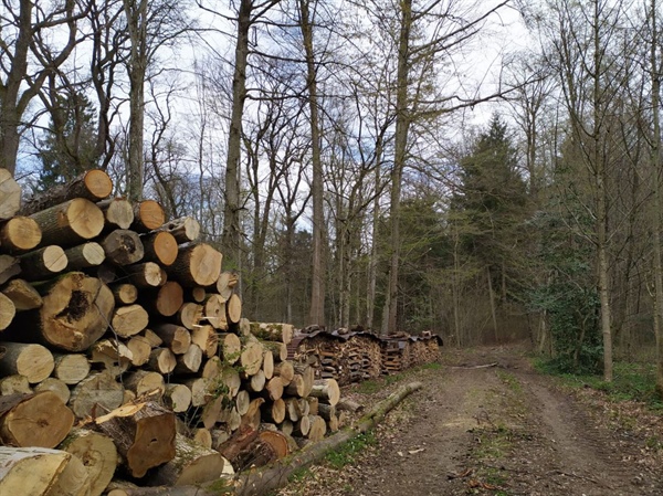 FEDAGRIPESCA, “Esaltare e tramandare il valore sociale ed economico delle foreste” 